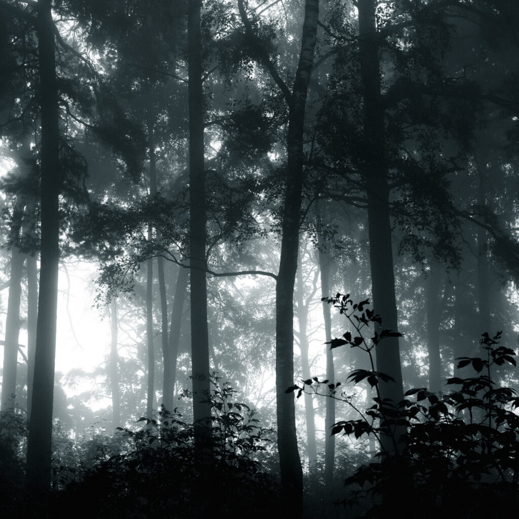 Dark Forest Theory