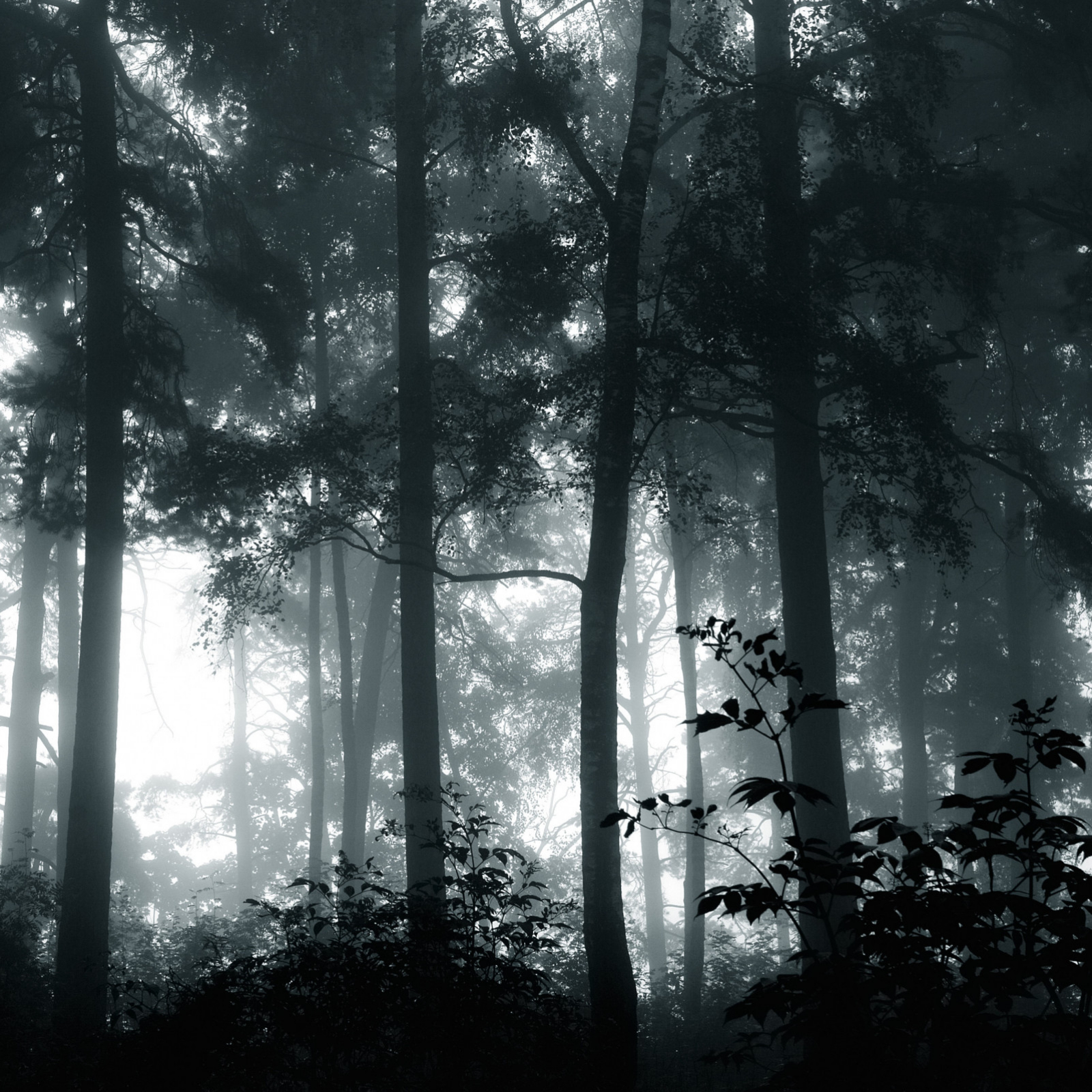 The Dark Forest Theory: A Terrible Explanation You Need To Know - Writfy