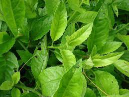  longevity spinach 