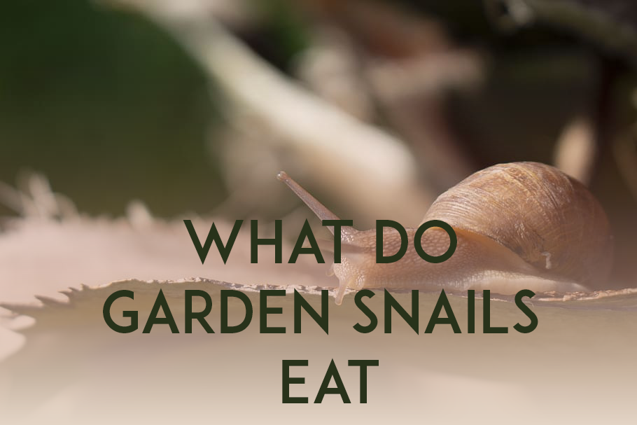 Do Garden Snails Drink Water?