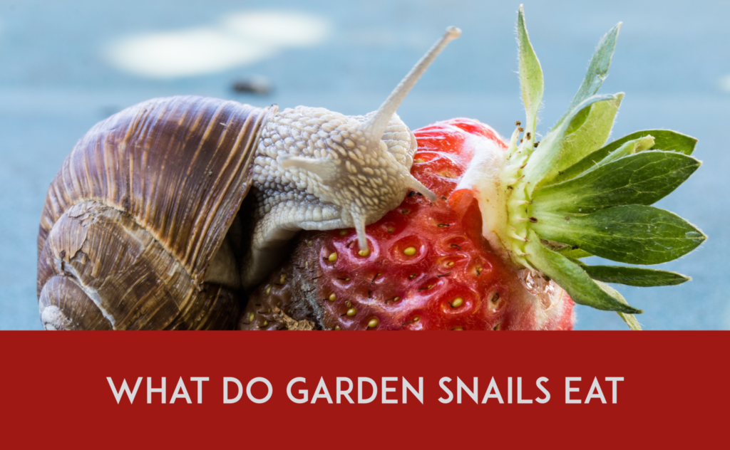 What Are Snail’s Favorite Food?