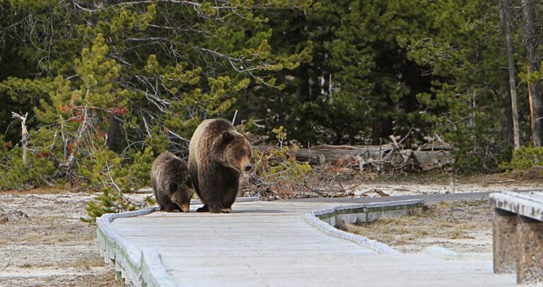 YELLOWSTONE BEARS: WHAT TO DO IF YOU RUN INTO ONE BY MISTAKE?