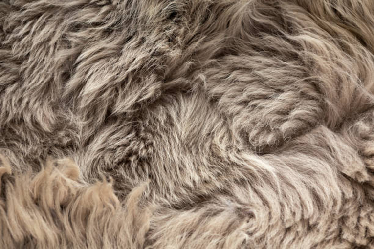 Use of High-Quality Medical Sheepskins for the Recovery of Bedsores